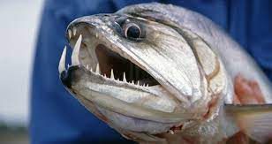 8 fish with teeth you don t want to lip