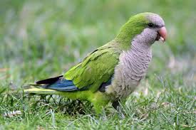 the quaker parrot maryland pet