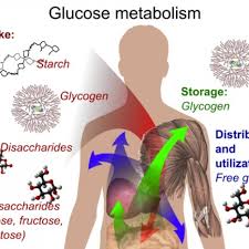 Is fat soluble produced in the skin on exposure to uv radiation and necessary. Understanding Glycolysis What It Is And How To Feed It Breaking Muscle