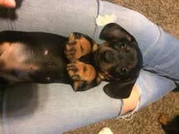 Dachshund puppies hopefully due end of january and february!! Dachshund Puppy For Sale In Goddard Ks Adn 35074 On Puppyfinder Com Gender Female Age 6 Week Dachshund Puppies For Sale Puppies For Sale Dachshund Puppies