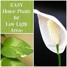 Best Plants For Low Light Areas Home