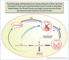 Peripheral Thyroid Hormone Conversion And Its Impact On Tsh