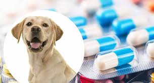 Imodium For Dogs Can You Give A Dog Imodium And Whats The
