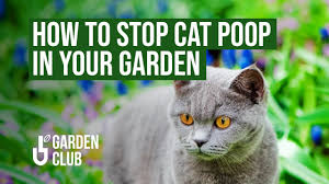 how to stop cat in your garden