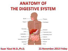 ppt anatomy of the digestive system