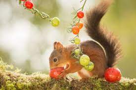 protect tomato plants from squirrels