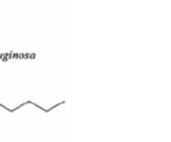 pseudomonas aeruginosa flashcards