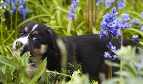 Poisonous Plants And Flowers Your Dog