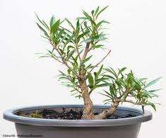 However, this is a smaller clone preferred by the. 10 Willow Leaf Ficus Bonsai Ideas Willow Leaf Ficus Bonsai