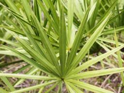 Saw Palmetto Uses Dosage And Side Effects
