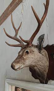 Deer Head Wall Mounted Furniture