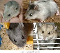 Campbells Dwarf Russian Hamsters Hamsterific