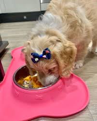 the 5 best homemade dog food for