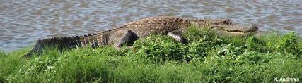 Alligator Safety | SREL Herpetology