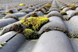 roof cleaning moss algae