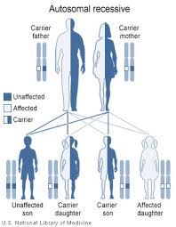 Genetic Disorders Advanced Ck 12 Foundation