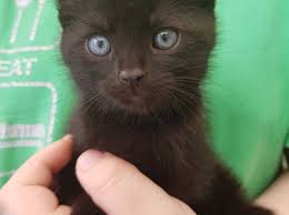 We have a kitten for sale with solid color of white and other kittens that are black, and gray. 4 All Black Kittens For Sale In Boston Pe21 On Freeads Classifieds Mixed Breed Classifieds