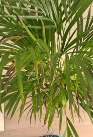 Indoor Palm Tree With Brown Leaves