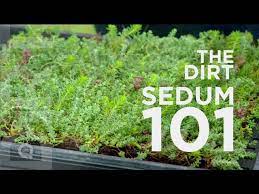 sedum 101 the dirt you