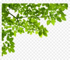 transpa green leaf border png