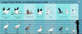 Whooping Crane Identification Vs Other Large Water Birds
