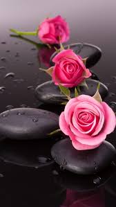 rose flowers bonito hd phone