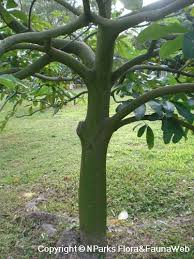 Image result for pachira glabra mature tree