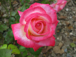 100 beautiful rose pictures