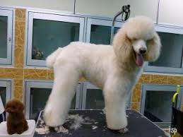 standard poodle in msia