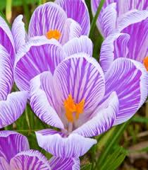 the top 20 spring flowering bulbs