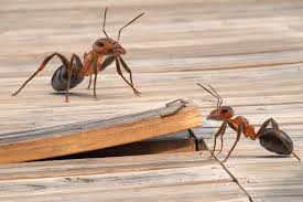 get rid of ants under wood floors