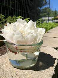 white peony flower essence mayernik