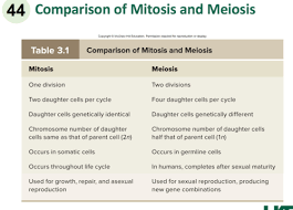 meiosis lecture mbs 601 flashcards