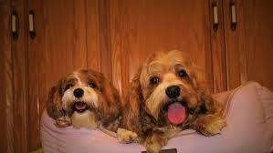The current median price for all havaneses sold is $1,649.50. Cupids Havanese Ohio Dog Breeder In Waynesville