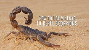 get rid of scorpions