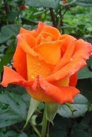 380 idee su Rose arancio | fiori, rose meravigliose, bellissimi fiori