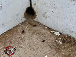 norway rat problem in a garage