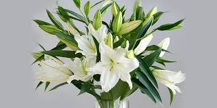 Know Why Lily Flowers are So Special | Speciality of Lily Flowers FlowerAura