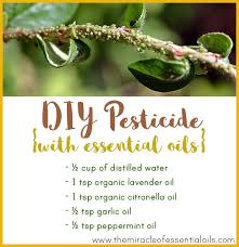 homemade essential oil pesticide the