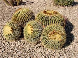 Cacti work well in las vegas landscapes. Golden Barrel Cactus Echinocactus Grusonii Ungewohnliche Pflanzen Wustenpflanzen Sukkulenten