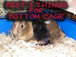 put on the bottom of a guinea pig cage