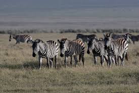 Plains zebras stay away from dense forests and deserts and they live in shrub lands and grasslands. Plains Zebra Facts Common Zebras Equus Quagga