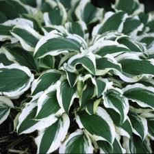 hostas how to plant grow and care for