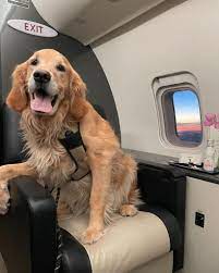 airlines that allow big dogs in cabin
