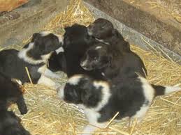 Border collie puppies have some of the highest energy levels of any breed. English Shepherd Border Collie Pups For Sale In Fort Wayne Indiana Classified Americanlisted Com