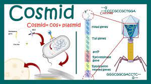 Cosmids | What are cosmid vectors? | What is the difference between plasmid  and cosmid? - YouTube