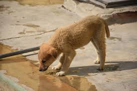 Puppies are playful and curious. Should I Let My Puppy Drink Water At Night Houndgames