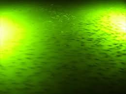 Green Monster Single Light Kit Fishing Lights Bh Usa