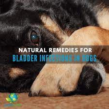 bladder infection remes for dogs