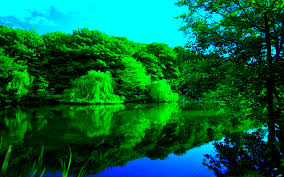 green forest river 18407 6904131